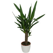 yucca 1 tronc - cache pot blanc